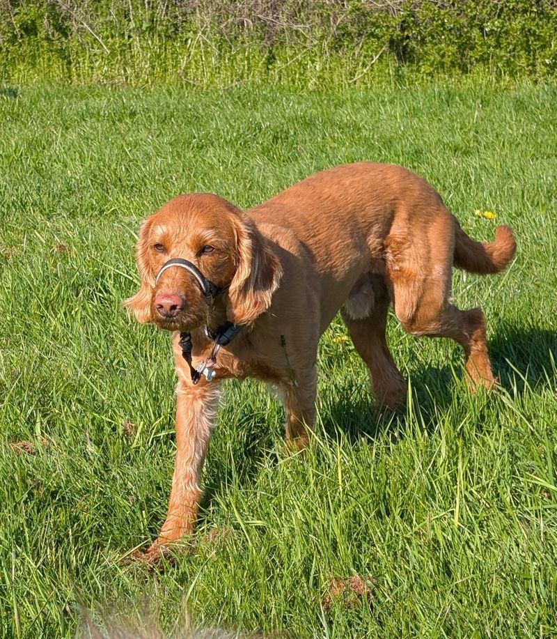 Group dog walk in Leamington Spa with happy dogs